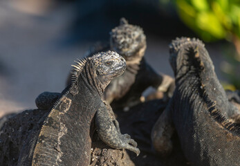 Group of three Marine iguanas basking on the shore of the Galapagos Islands, Ecuador