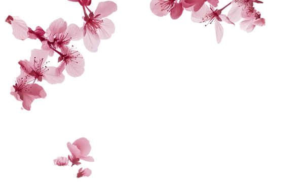 yurdaisy_59491_A_tropical_frame_with_pink_and_white_flowers_on__c6585113-69f5-4c39-8257-6e4180dfd7d4. 