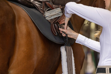 Horse Equestrian hunter jumper riding portrait tack English attire  tacking up girth
