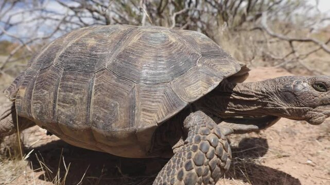 4k video with a wide angle view of a Mojave Desert Tortoise as it ambles through the desert past the camera, giving it a brief glance, on a sunny spring day in Confluence Park, Southern Utah USA.