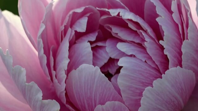 Close-up video of a pink peony flower, capturing delicate petals in soft focus. The angle emphasizes texture and natural beauty. Live desktop wallpaper.