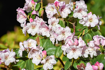 Close-up of Rhododendron vernicosum Franch. Flowers blooming in sunlight. White pink flowers of Azalea lucida with bright green leaves