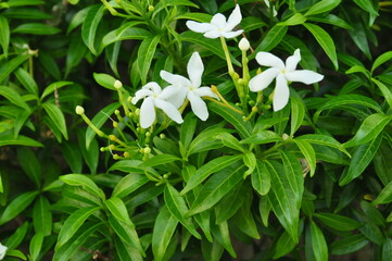 Close up of white tropical flowers blooming among green leaves, natural floral background