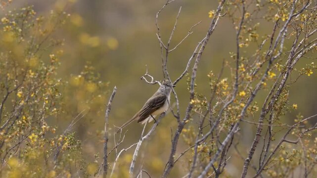 4k video of an Ash Throated Flycatcher perching on the slim branches of a creosote bush in spring flower as it sways in the breeze of a sunny day in the desert of Southern Utah USA. 