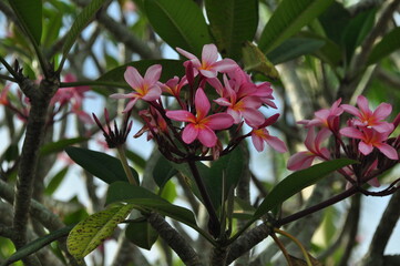 Cluster of pink frangipani flowers blooming on a tree branch in natural daylight.