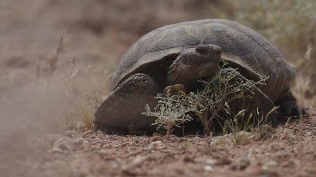 A Mojave Desert Tortoise pauses behind a couple of tiny sagebrush plants on a sunny spring day in Confluence Park, UT USA for a few seconds before turning around and ambling away from the camera.