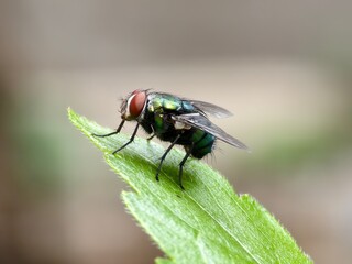 a fly on a leaf with a blurry background