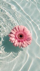 Pink Gerbera Daisy Floating on Clear Water with Sunlight Reflections And Copy Space.