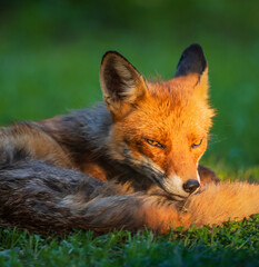 red fox in the grass