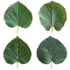 Fototapeta premium Set of Four Green Aspen Leaves with Detailed Veins and Textures on Transparent Background