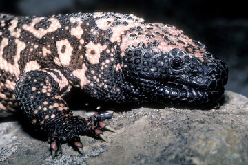 Closeup portrait of a Gila Monster