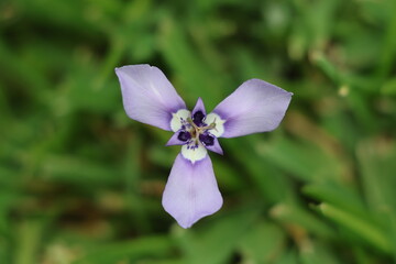 Macro Flower Photography of Prairie Nymph Flower (Herbertia lahue) on St. Augustine Grass – South...