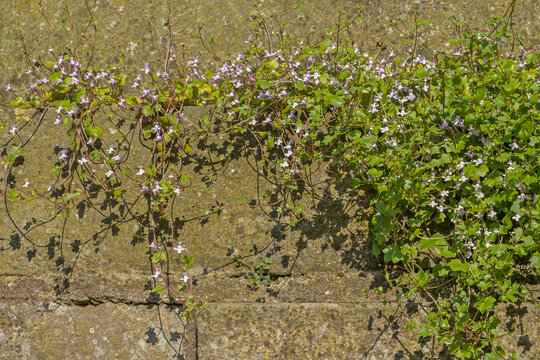 Zimbelkraut (Cymbalaria muralis)