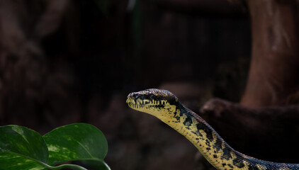 Black and Yellow Boa Snake Head and Neck Close-up