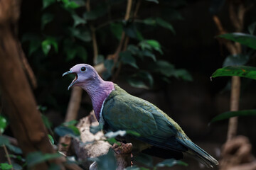 Purple-Crowned Fruit Dove on Branch