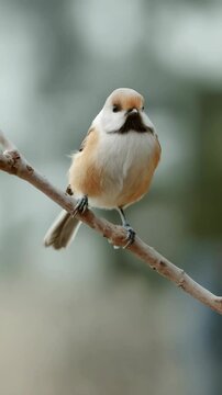 Charming penduline tit perched on a slender branch, showcasing its soft plumage and captivating gaze against a muted backdrop.
