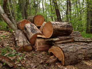 Close up of woodpile - stack from sawed pine tree trunks log for timber or firewood among forest at spring day. With no people springtime woodland landscape.