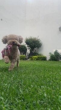 Adorable pet 