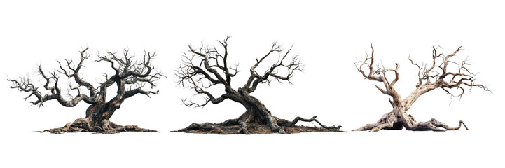 Fototapeta premium Three Old Bare Trees on Transparent Background