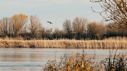 Majestic Bald Eagle Soaring Above River During Migration in Daylight