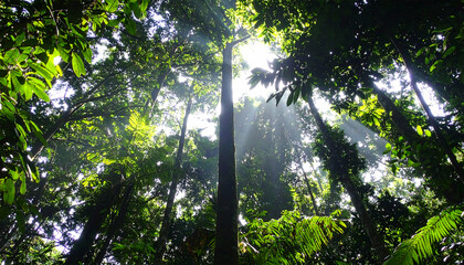 Fototapeta premium Sunbeams Through Lush Rainforest Canopy: Breathtaking Nature Photography