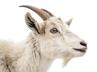 A tibetan pygmy goat isolated on white background.