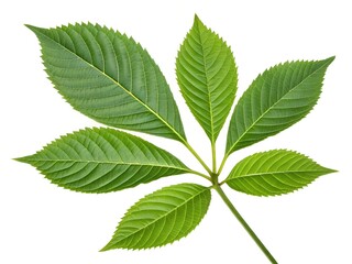 Green leaves isolated on a white background. A leafy green leaf with a stem. The leaf is the main focus of the image.