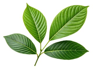 Fototapeta premium Green leaves isolated on a white background. A leafy green leaf with a stem. The leaf is the main focus of the image.