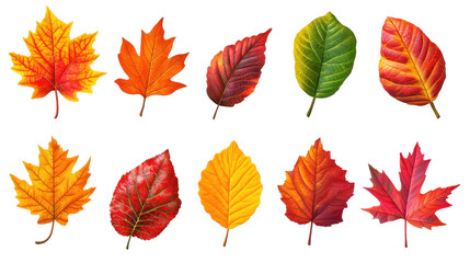 Collection of Colorful Autumn Leaves Isolated on Transparent Background