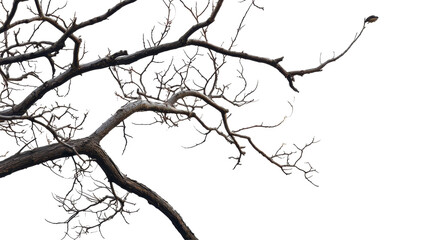 Obraz premium Tree Branch Silhouette on Transparent Background Natural Texture