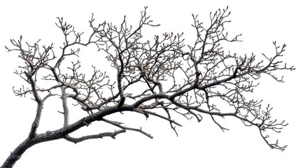 Obraz premium Tree Branch Silhouette with Emerging Buds isolated on transparent png