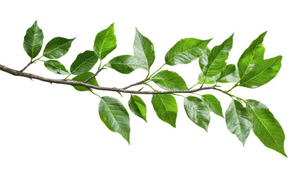 Fototapeta premium Green Leaves on a Branch Fresh Spring Foliage Isolated on Black