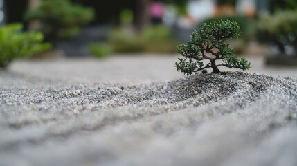 Peaceful Meditation Garden with Bonsai and Raked Gravel Pathway