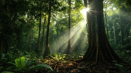 Obraz premium Sunlight in rainforest