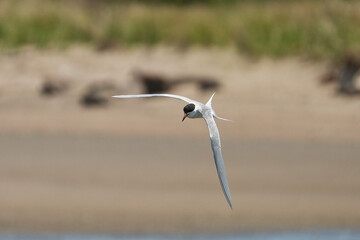 Forster's tern (Sterna forsteri) is a tern in the family Laridae. 