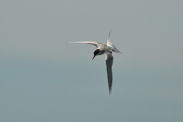 Forster's tern (Sterna forsteri) is a tern in the family Laridae. 