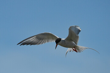 Forster's tern (Sterna forsteri) is a tern in the family Laridae. 