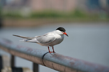The common tern (Sterna hirundo) is a seabird in the family Laridae.