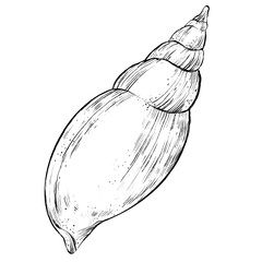 sea shell