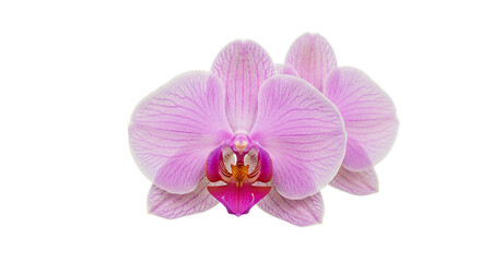 Stunning Pink Orchid Flowers: High-Resolution Images