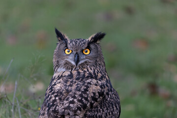 Owl Facing Forward