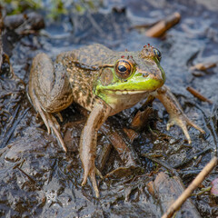 Northern Green Frog (with biting flies), Washburn Memorial Park, Massachusetts