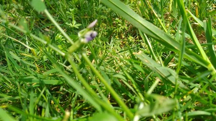 Vue rapproché sur l'herbe, feuille, fleur et brindille