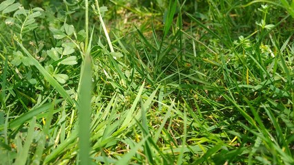 Vue rapproché sur l'herbe, feuille, fleur et brindille