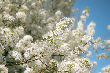 White Spring Blossoms
