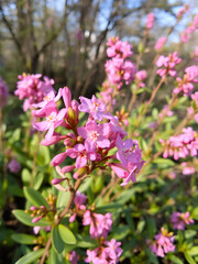 Fototapeta premium Commonly known as mezereum, mezereon, February daphne, spurge laurel or spurge olive. Focus on foreground. Daphne mezereum in blooming in spring day.