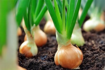 close-up of growing green onion in the vegetable garden