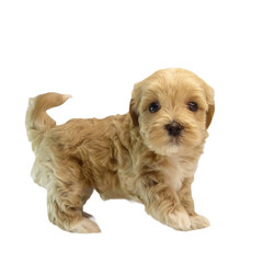 Cute Maltipoo puppy on transparent background. Adorable fluffy Maltipoo standing. Little brown Maltipoo puppy looking.
