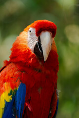 Close-up of a scarlet macaw, a large and colorful bird