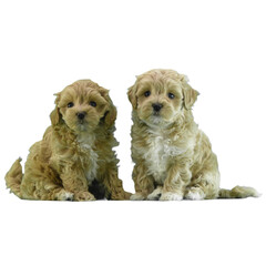 Two cute Maltipoo puppies on a transparent background. Adorable fluffy Maltipoo puppy pair. Little brown Maltipoo puppies looking at the camera.